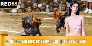 Đá Gà Cựa Dao